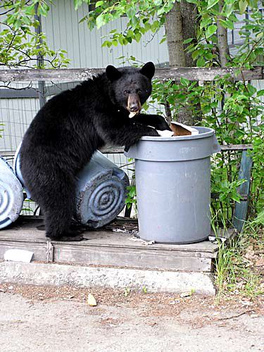 bear-in-trash
